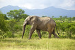 African Elephant