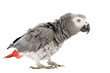 Photo: scaring African Grey Parrot scaring African Grey Parrot