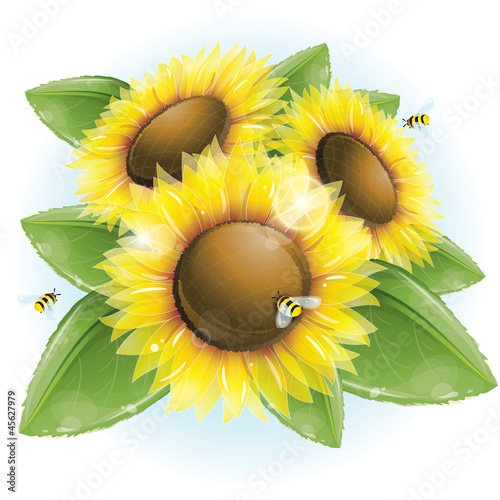 Vector: Beautiful sunflowers and green leaves Beautiful sunflowers and green leaves