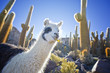 Lama mit Kakteen in Bolivein