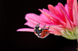 Closeup ladybug