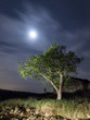 El nogal y la luna