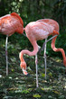 Pinke Flamingos