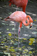 Pinker Flamingo