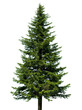 Tannenbaum