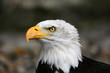 Weißkopfseeadler