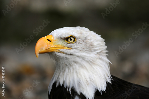 Photo: Weißkopfseeadler Weißkopfseeadler