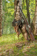 Photo: Shot-gun and trophy, outdoors Shot-gun and trophy, outdoors