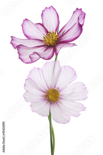 Photo: cosmos cosmos