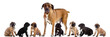 Mother and 7 puppies of Cane Corso Italiano  together
