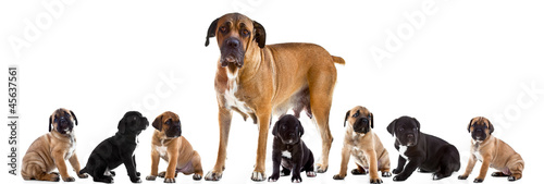 Photo: Mother and 7 puppies of Cane Corso Italiano together Mother and 7 puppies of Cane Corso Italiano together