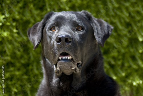 Photo: labrador noir labrador noir