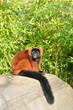 Foto: Red lemur with black tail Red lemur with black tail