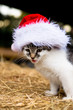 Katze mit Weihnachtsmütze / Nikolaus