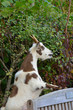 Foto: Goat standing on Bench to Feed Goat standing on Bench to Feed