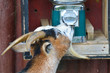 Foto: Goat Helping itself Goat Helping itself
