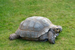 Foto: Tortoise on grass Tortoise on grass