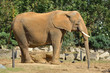 Foto: profile of elephant profile of elephant