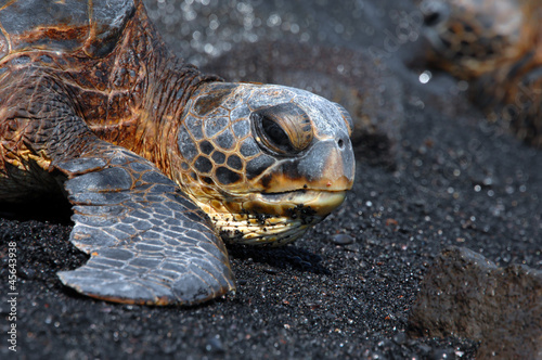 Photo: Big Island Sea Turtle Big Island Sea Turtle