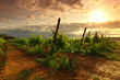 Vineyard in france on sunrise