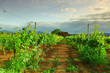 Vineyard in france on sunrise