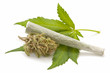 Hemp (cannabis)