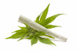 Hemp (cannabis)