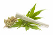 Hemp (cannabis)