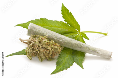 Photo: Hemp (cannabis) Hemp (cannabis)