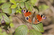 Photo: Peacock butterfly ( Inachis io) Peacock butterfly ( Inachis io)