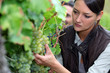 Woman pruning vine
