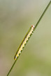 Photo: Sawfly larva (Dolerus ferrugatus ) Sawfly larva (Dolerus ferrugatus )