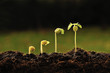 step of growing tamarind sprout