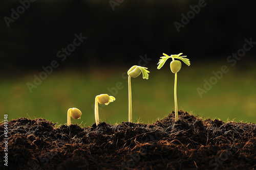 Photo: step of growing tamarind sprout step of growing tamarind sprout