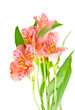 A pink flower.