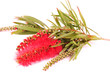 Banksia isolated on white background. Australian native flower.