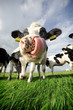 Funny cow