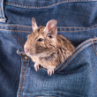 Degu (octodon degus) - 4 month