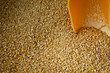 malt d'orge moulu