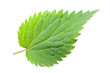 Brennessel (urtica dioica) Vorderseite eines einzelnen Blatts au