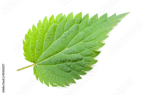 Photo: Brennessel (urtica dioica) Vorderseite eines einzelnen Blatts au Brennessel (urtica dioica) Vorderseite eines einzelnen Blatts au