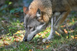 Wolf verfolgt Spur
