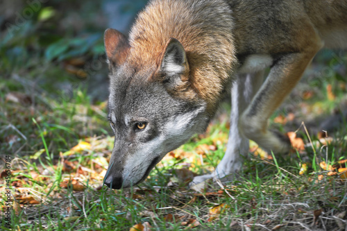Photo: Wolf verfolgt Spur Wolf verfolgt Spur