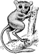 Tarsius pumilus standing on the branch of the tree