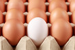 Photo: Eier in einer Eierschachtel Eier in einer Eierschachtel