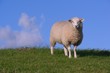 Photo: Schaf auf dem Deich Schaf auf dem Deich