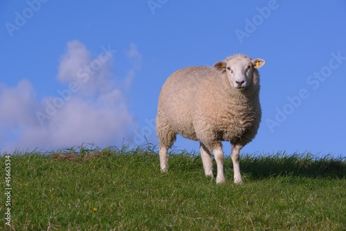 Photo: Schaf auf dem Deich Schaf auf dem Deich