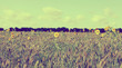sparse sunflowers
