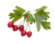 Weißdorn (Crataegus monogyna) mit roten Beeren auf weißem Hin