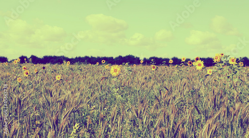 Photo: sparse sunflowers sparse sunflowers